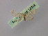  ( - BC ZSM Lep 12848)  @12 [ ] CreativeCommons - Attribution Non-Commercial Share-Alike (2010) Axel Hausmann/Bavarian State Collection of Zoology (ZSM) SNSB, Zoologische Staatssammlung Muenchen