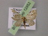  ( - BC ZSM Lep 12852)  @13 [ ] CreativeCommons - Attribution Non-Commercial Share-Alike (2010) Axel Hausmann/Bavarian State Collection of Zoology (ZSM) SNSB, Zoologische Staatssammlung Muenchen
