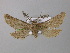  ( - BC ZSM Lep 00339)  @13 [ ] CreativeCommons - Attribution Non-Commercial Share-Alike (2010) Unspecified SNSB, Zoologische Staatssammlung Muenchen