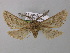  ( - BC ZSM Lep 00340)  @14 [ ] CreativeCommons - Attribution Non-Commercial Share-Alike (2010) Unspecified SNSB, Zoologische Staatssammlung Muenchen