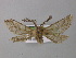  ( - BC ZSM Lep 00341)  @14 [ ] CreativeCommons - Attribution Non-Commercial Share-Alike (2010) Unspecified SNSB, Zoologische Staatssammlung Muenchen