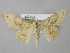  ( - BC ZSM Lep 00346)  @13 [ ] CreativeCommons - Attribution Non-Commercial Share-Alike (2010) Unspecified SNSB, Zoologische Staatssammlung Muenchen