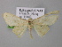  ( - BC ZSM Lep 00347)  @13 [ ] CreativeCommons - Attribution Non-Commercial Share-Alike (2010) Unspecified SNSB, Zoologische Staatssammlung Muenchen