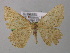  ( - BC ZSM Lep 00360)  @13 [ ] CreativeCommons - Attribution Non-Commercial Share-Alike (2010) Unspecified SNSB, Zoologische Staatssammlung Muenchen