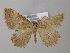  ( - BC ZSM Lep 00361)  @13 [ ] CreativeCommons - Attribution Non-Commercial Share-Alike (2010) Unspecified SNSB, Zoologische Staatssammlung Muenchen