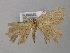  ( - BC ZSM Lep 00362)  @12 [ ] CreativeCommons - Attribution Non-Commercial Share-Alike (2010) Unspecified SNSB, Zoologische Staatssammlung Muenchen