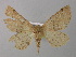  ( - BC ZSM Lep 00366)  @13 [ ] CreativeCommons - Attribution Non-Commercial Share-Alike (2010) Unspecified SNSB, Zoologische Staatssammlung Muenchen