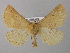  ( - BC ZSM Lep 00367)  @13 [ ] CreativeCommons - Attribution Non-Commercial Share-Alike (2010) Unspecified SNSB, Zoologische Staatssammlung Muenchen