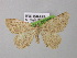  ( - BC ZSM Lep 00380)  @13 [ ] CreativeCommons - Attribution Non-Commercial Share-Alike (2010) Unspecified SNSB, Zoologische Staatssammlung Muenchen