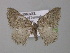  ( - BC ZSM Lep 00381)  @13 [ ] CreativeCommons - Attribution Non-Commercial Share-Alike (2010) Unspecified SNSB, Zoologische Staatssammlung Muenchen