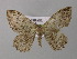  ( - BC ZSM Lep 00418)  @13 [ ] CreativeCommons - Attribution Non-Commercial Share-Alike (2010) Unspecified SNSB, Zoologische Staatssammlung Muenchen