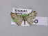  (Eupithecia reisserata - BC ZSM Lep 00420)  @13 [ ] CreativeCommons - Attribution Non-Commercial Share-Alike (2010) Unspecified SNSB, Zoologische Staatssammlung Muenchen