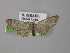  (Eupithecia quercetica - BC ZSM Lep 00428)  @14 [ ] CreativeCommons - Attribution Non-Commercial Share-Alike (2010) Unspecified SNSB, Zoologische Staatssammlung Muenchen