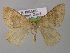  ( - BC ZSM Lep 00431)  @13 [ ] CreativeCommons - Attribution Non-Commercial Share-Alike (2010) Unspecified SNSB, Zoologische Staatssammlung Muenchen