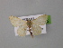  ( - BC ZSM Lep 00462)  @14 [ ] CreativeCommons - Attribution Non-Commercial Share-Alike (2010) Unspecified SNSB, Zoologische Staatssammlung Muenchen