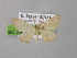  ( - BC ZSM Lep 00469)  @12 [ ] CreativeCommons - Attribution Non-Commercial Share-Alike (2010) Unspecified SNSB, Zoologische Staatssammlung Muenchen
