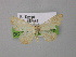  ( - BC ZSM Lep 00470)  @12 [ ] CreativeCommons - Attribution Non-Commercial Share-Alike (2010) Unspecified SNSB, Zoologische Staatssammlung Muenchen