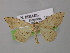  ( - BC ZSM Lep 00513)  @13 [ ] CreativeCommons - Attribution Non-Commercial Share-Alike (2010) Unspecified SNSB, Zoologische Staatssammlung Muenchen