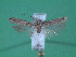  ( - KLM Lep 00036)  @13 [ ] CreativeCommons - Attribution Non-Commercial Share-Alike (2010) Tiroler Landesmuseen Tiroler Landesmuseen
