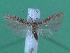  (Scrobipalpa perfecta - KLM Lep 00054)  @14 [ ] CreativeCommons - Attribution Non-Commercial Share-Alike (2010) Tiroler Landesmuseen Tiroler Landesmuseen