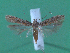  (Scrobipalpa griseofusella - KLM Lep 00065)  @14 [ ] CreativeCommons - Attribution Non-Commercial Share-Alike (2010) Tiroler Landesmuseen Tiroler Landesmuseen