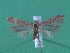  ( - KLM Lep 00066)  @13 [ ] CreativeCommons - Attribution Non-Commercial Share-Alike (2010) Tiroler Landesmuseen Tiroler Landesmuseen