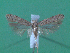  ( - KLM Lep 00071)  @14 [ ] CreativeCommons - Attribution Non-Commercial Share-Alike (2010) Tiroler Landesmuseen Tiroler Landesmuseen