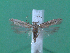  (Scrobipalpa sp. 7 - KLM Lep 00076)  @13 [ ] CreativeCommons - Attribution Non-Commercial Share-Alike (2010) Tiroler Landesmuseen Tiroler Landesmuseen