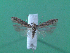  (Scrobipalpa sp. 13 - KLM Lep 00081)  @14 [ ] CreativeCommons - Attribution Non-Commercial Share-Alike (2010) Tiroler Landesmuseen Tiroler Landesmuseen