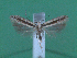  (Scrobipalpa picta - KLM Lep 00096)  @12 [ ] CreativeCommons - Attribution Non-Commercial Share-Alike (2010) Tiroler Landesmuseen Tiroler Landesmuseen