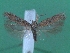 ( - KLM Lep 00097)  @13 [ ] CreativeCommons - Attribution Non-Commercial Share-Alike (2010) Tiroler Landesmuseen Tiroler Landesmuseen