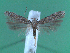  (Scrobipalpa zaitzevi - KLM Lep 00099)  @14 [ ] CreativeCommons - Attribution Non-Commercial Share-Alike (2010) Tiroler Landesmuseen Tiroler Landesmuseen