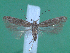  (Scrobipalpa sp. 11 - KLM Lep 00104)  @14 [ ] CreativeCommons - Attribution Non-Commercial Share-Alike (2010) Tiroler Landesmuseen Tiroler Landesmuseen