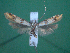  ( - KLM Lep 00119)  @13 [ ] CreativeCommons - Attribution Non-Commercial Share-Alike (2010) Tiroler Landesmuseen Tiroler Landesmuseen