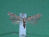  ( - KLM Lep 00125)  @13 [ ] CreativeCommons - Attribution Non-Commercial Share-Alike (2010) Tiroler Landesmuseen Tiroler Landesmuseen