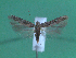  ( - KLM Lep 00136)  @13 [ ] CreativeCommons - Attribution Non-Commercial Share-Alike (2010) Tiroler Landesmuseen Tiroler Landesmuseen