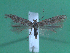  (Scrobipalpa abstrusa - KLM Lep 00140)  @14 [ ] CreativeCommons - Attribution Non-Commercial Share-Alike (2010) Tiroler Landesmuseen Tiroler Landesmuseen