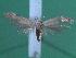  ( - KLM Lep 00143)  @13 [ ] CreativeCommons - Attribution Non-Commercial Share-Alike (2010) Tiroler Landesmuseen Tiroler Landesmuseen