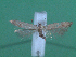  ( - KLM Lep 00153)  @12 [ ] CreativeCommons - Attribution Non-Commercial Share-Alike (2010) Tiroler Landesmuseen Tiroler Landesmuseen