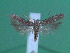  (Scrobipalpa sibirica - KLM Lep 00172)  @14 [ ] CreativeCommons - Attribution Non-Commercial Share-Alike (2010) Tiroler Landesmuseen Tiroler Landesmuseen