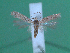  (Vladimirea magna - KLM Lep 00173)  @13 [ ] CreativeCommons - Attribution Non-Commercial Share-Alike (2010) Tiroler Landesmuseen Tiroler Landesmuseen