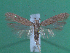  (Scrobipalpa sp. 8 - KLM Lep 00177)  @13 [ ] CreativeCommons - Attribution Non-Commercial Share-Alike (2010) Tiroler Landesmuseen Tiroler Landesmuseen
