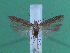  ( - KLM Lep 00187)  @12 [ ] CreativeCommons - Attribution Non-Commercial Share-Alike (2010) Tiroler Landesmuseen Tiroler Landesmuseen