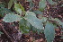  (Casearia tomentosa - DNAFR000885)  @11 [ ] Copyright  Gujarat Biodiversity Gene Bank, GSBTM, DST, GoG Gujarat Biodiversity Gene Bank, GSBTM, DST, GoG