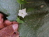  (Ipomoea hederifolia - DNAFR000890)  @11 [ ] Copyright  Gujarat Biodiversity Gene Bank, GSBTM, DST, GoG Gujarat Biodiversity Gene Bank, GSBTM, DST, GoG