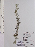  ( - DNAFR001549)  @11 [ ] Copyright (2016) Gujarat Biodiversity Gene Bank, GSBTM, DST, GoG Gujarat Biodiversity Gene Bank, GSBTM, DST, GoG