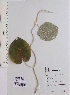  ( - DNAFR001550)  @11 [ ] Copyright (2016) Gujarat Biodiversity Gene Bank, GSBTM, DST, GoG Gujarat Biodiversity Gene Bank, GSBTM, DST, GoG