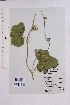  ( - DNAFR001553)  @11 [ ] Copyright (2016) Gujarat Biodiversity Gene Bank, GSBTM, DST, GoG Gujarat Biodiversity Gene Bank, GSBTM, DST, GoG
