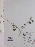  ( - DNAFR001554)  @11 [ ] Copyright (2016) Gujarat Biodiversity Gene Bank, GSBTM, DST, GoG Gujarat Biodiversity Gene Bank, GSBTM, DST, GoG