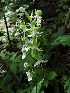  (Habenaria foliosa - DNAFR001570)  @11 [ ] Copyright (2016) Mital Bhatt Gujarat Biodiversity Gene Bank GSBTM DST